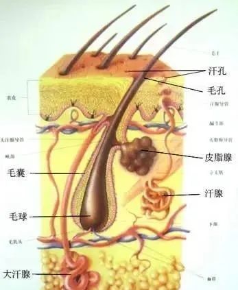 808半導體激光冰點無痛脫毛儀.jpg